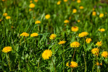 Sticker - yellow dandelions on the green grass