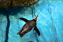 African Penguin Is Swimming In New England Aquarium, Boston,Massachusetts,USA. Top View.