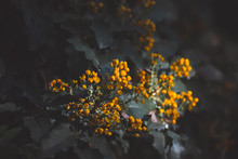 Yellow Small Flowers. Twigs Of Tiny Yellow Flowers Among Dark Green Leaves. Toned Image. Beauty Floral Background