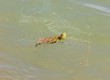 Wild aquatic turtles in Texas