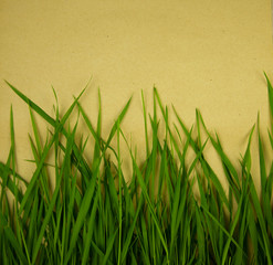 juicy green spears of grass background