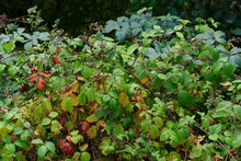 View Of Blackberry Bushes