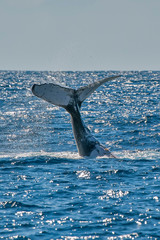 Wall Mural - Humpback Whale photographed in Vitoria, Capital of Espirito Santo. Southeast of Brazil. Atlantic Ocean. Picture made in 2019.