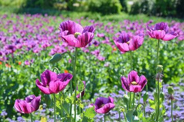 Wall Mural - Violet Poppy Field Papaver Somniferum L