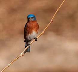 EASTERN BLUEBIRD