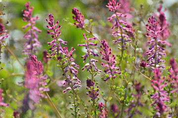 Wall Mural - Fumaria officinalis blooms in nature