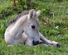 Close-up Of Baby Horse On Field
