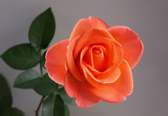 Rose flower