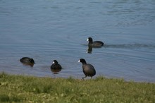 Coots Swimming On River