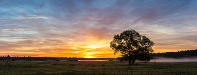 Wall Mural - Sunrise over field and tree