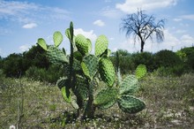 Prickly Pear Cactus Growing On Field
