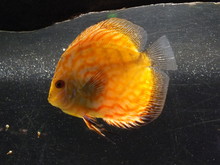 Close-up Of Yellow Fish Swimming In Aquarium