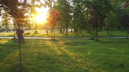 Wall Mural - Fresh summer morning, green lush grass on a meadow in the woods. Slow flight of the drone at dawn between the trees. Beautiful fresh summer landscape.