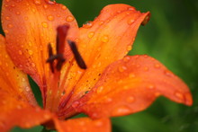 Close-up Of Wet Orange Day Lily Blooming Outdoors