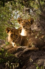 Lion Cubs Relaxing In Forest