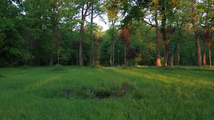 Wall Mural - Fresh summer morning, green lush grass on a meadow in the woods. Slow flight of the drone at dawn between the trees. Beautiful fresh summer landscape.