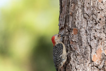 Pecking Red Bellied Woodpecker Melanerpes Carolinus