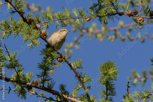 Fotografía Tennessee warbler (Leiothlypis peregrina)