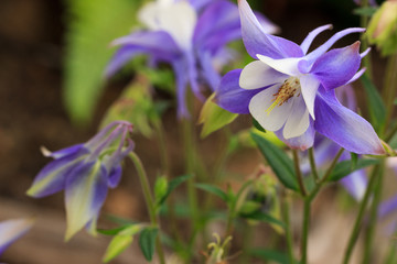 Wall Mural - Closeup of purple columbine (Aquilegia) flowers against a blurred background.