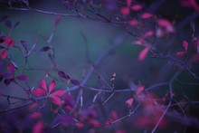 Purple Leaves On Branches