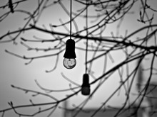 Light Bulb Hanging Against Bare Twigs