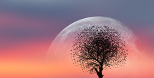 A Silhouette Of Large Bird Flock With Lone Dead Tree And Super Moon Against Amazing Sunset  "Elements Of This Image Furnished By NASA "