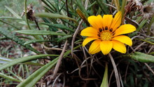 Close-up Of Yellow Gazania Blooming On Plant At Field