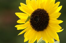 Close-up Of Grasshopper On Sunflower