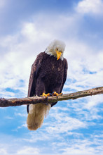 Bald Eagle Looks Down In Contemplation