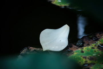 Wall Mural - lotus bloom purity of heart