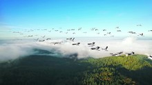 A Flock Of Cranes Flying Under Blue Sky, Migratory Birds, Panorama, Diagonal Composition