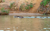 Fototapeta Big Ben - Group of Capybaras swimming in the river