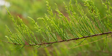 Delicate Green Spring Thuja Sprig, Thin Stems, Green Blurred Background