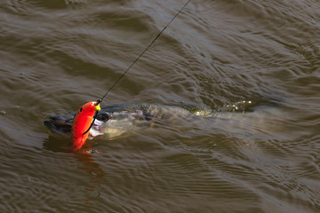 Wall Mural - European or northern (Esox lucius),  pike caught on spinning. Soft bait fishing