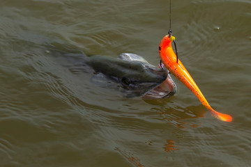 Wall Mural - European or northern (Esox lucius),  pike caught on spinning. Soft bait fishing