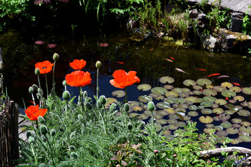 Wall Mural - Tuerkischer, Mohn, Papaver, orientale