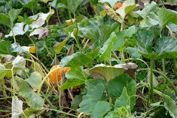 Bushes of pumpkins on a summer cottage. Dry pumpkin leaves in autumn harvest. Growing pumpkins in the field.