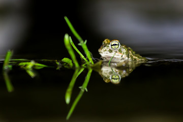 Wall Mural - Natterjack toad in the water at night