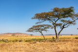 Fototapeta Sawanna - タンザニア・セレンゲティ国立公園で見かけた、青空に映える巨大なアカシアの木と、その周辺に集まるアフリカゾウの群れ