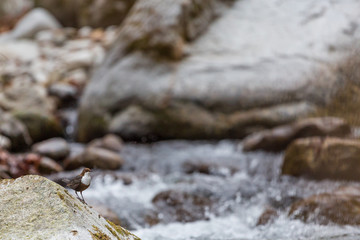 Wall Mural - White-throated Dipper standing on a rock in the middle of a mountain stream