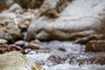 Wall Mural - White-throated Dipper standing on a rock in the middle of a mountain stream