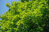 Fototapeta Na sufit - green tree background