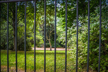 Tree In The Park Through The Fence