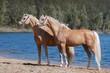 Two beautiful palomino horses with a long mane standing near blue water on summer background, profile side view
