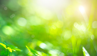 Wall Mural - Beautiful Nature Blurred Background. Green Bokeh. Summer or spring abstract backdrop with fresh green leaves and sun flares