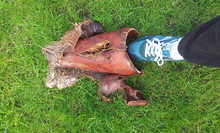 Low Section Of Leg By Plant Bark On Grassy Field