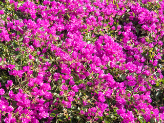 Poster - Pink bougainvillea in a garden