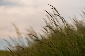 Naklejka na meble Gräser am frühen Abend