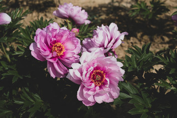 Sticker - Beautiful fresh First Arrival purple peony flower in full bloom in the garden.