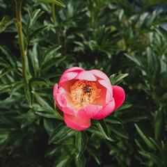 Wall Mural - Beautiful fresh Coral Charm peony flower in full bloom in the garden.